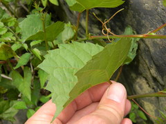 Vitis rupestris