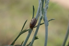 Gonioctena aegrota