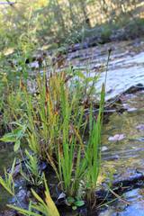 Xyris tennesseensis