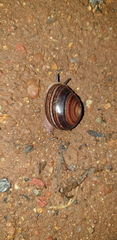 Euryladra mattea