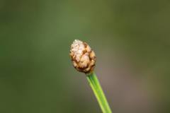 Xyris tennesseensis