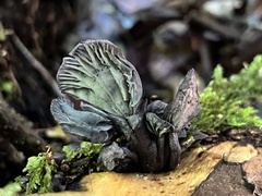 Gerronema waikanaense