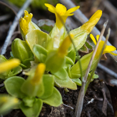 Sebaea procumbens