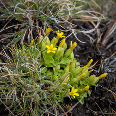 Sebaea procumbens