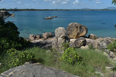 Triodia stenostachya