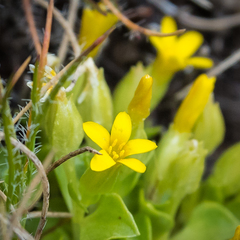 Sebaea procumbens
