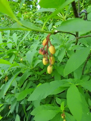 Oemleria cerasiformis