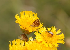 Chrysolarentia chrysocyma