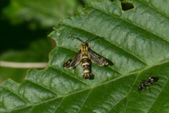 Chamaesphecia empiformis