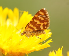 Chrysolarentia chrysocyma