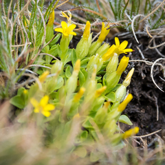 Sebaea procumbens