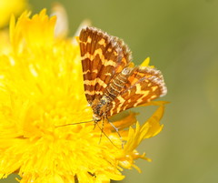 Chrysolarentia chrysocyma
