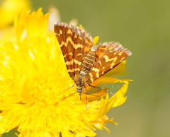 Chrysolarentia chrysocyma