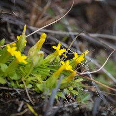Sebaea procumbens
