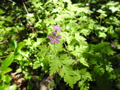 Geranium robertianum