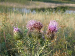 Cirsium ukranicum