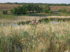 Cirsium ukranicum
