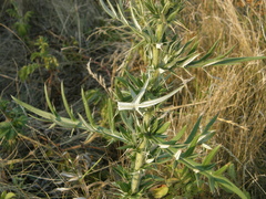 Cirsium ukranicum