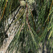 Casuarina equisetifolia incana - Photo (c) Russell Cumming, algunos derechos reservados (CC BY-NC), subido por Russell Cumming
