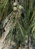 Casuarina equisetifolia incana - Photo (c) Russell Cumming, some rights reserved (CC BY-NC), uploaded by Russell Cumming