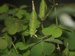 Oxalis corniculata