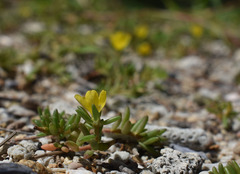 Portulaca australis