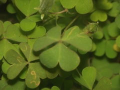 Oxalis corniculata