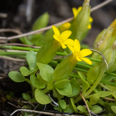 Sebaea procumbens