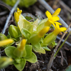 Sebaea procumbens