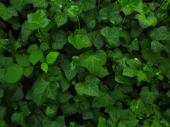 Hedera helix