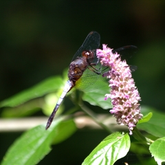 Hadrothemis coacta