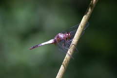 Hadrothemis coacta