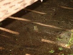 Lithobates yavapaiensis