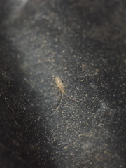 Entomobryomorpha