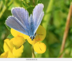 Polyommatus icarus