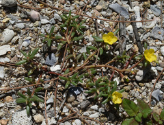 Portulaca australis