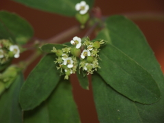 Euphorbia hypericifolia