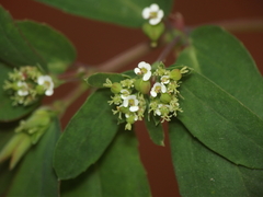 Euphorbia hypericifolia