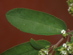 Euphorbia hypericifolia