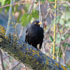 Turdus merula