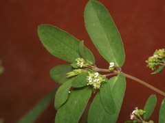 Euphorbia hypericifolia