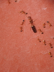 Trichomyrmex destructor