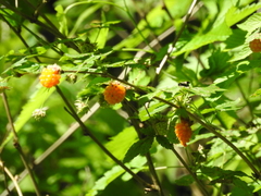 Rubus spectabilis