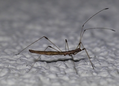Chinoneides