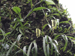 Pholidota cantonensis