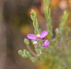 Comesperma retusum