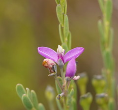 Comesperma retusum