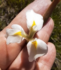 Moraea albicuspa