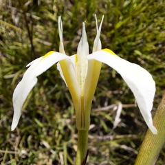 Moraea albicuspa