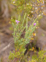 Comesperma retusum